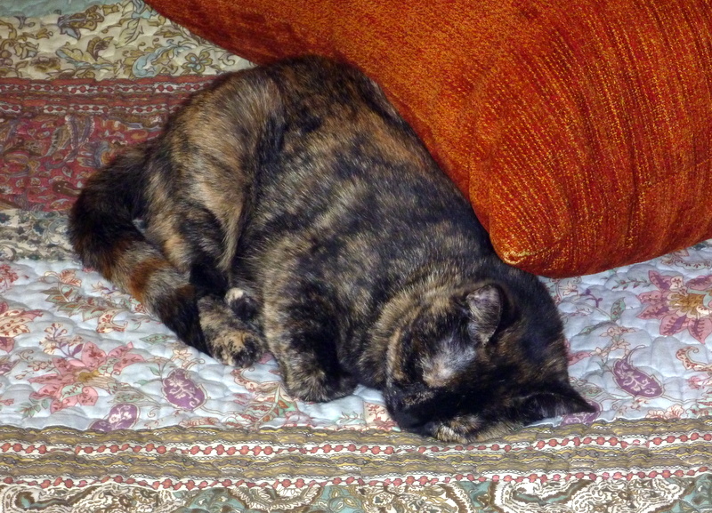 Photo ofTortie here